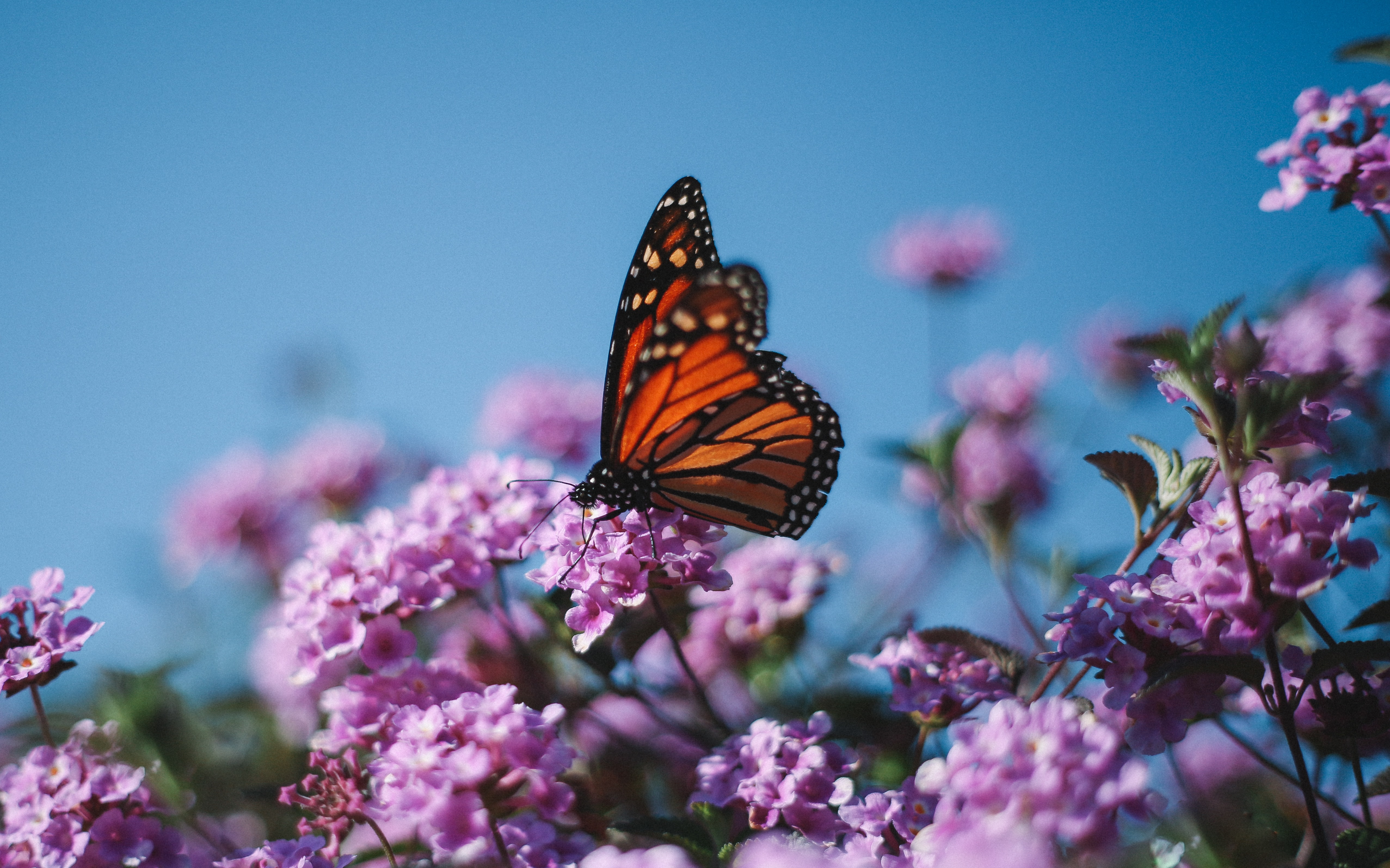 butterfly on a flower